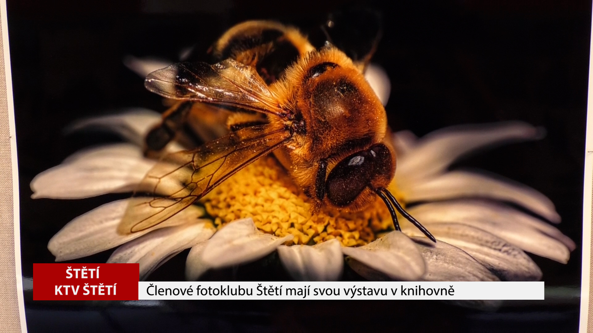 ŠTĚTÍ: Členové fotoklubu Štětí mají svou výstavu v knihovně