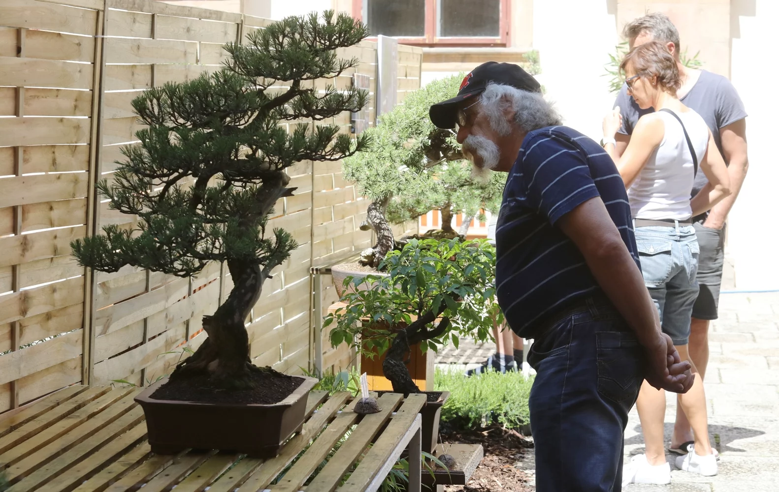 Na nádvoří Státního zámku Libochovice začala výstava bonsají