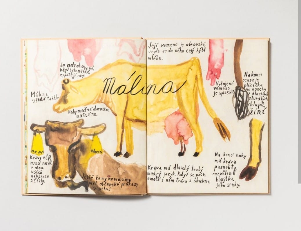 Festival Města čtou zpestří Kráva a ukázky tlučení másla