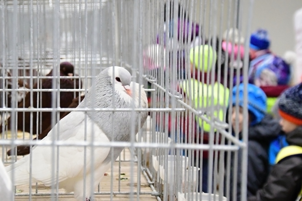 Žiteničtí chovatelé budou mít na Dni pro děti výstavu zvířat