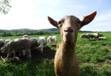 Farma Držovice pořádá podzimní Den otevřených dveří