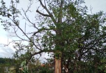 Fotogalerie: Na parkovišti u litoměřické nemocnice spadl strom