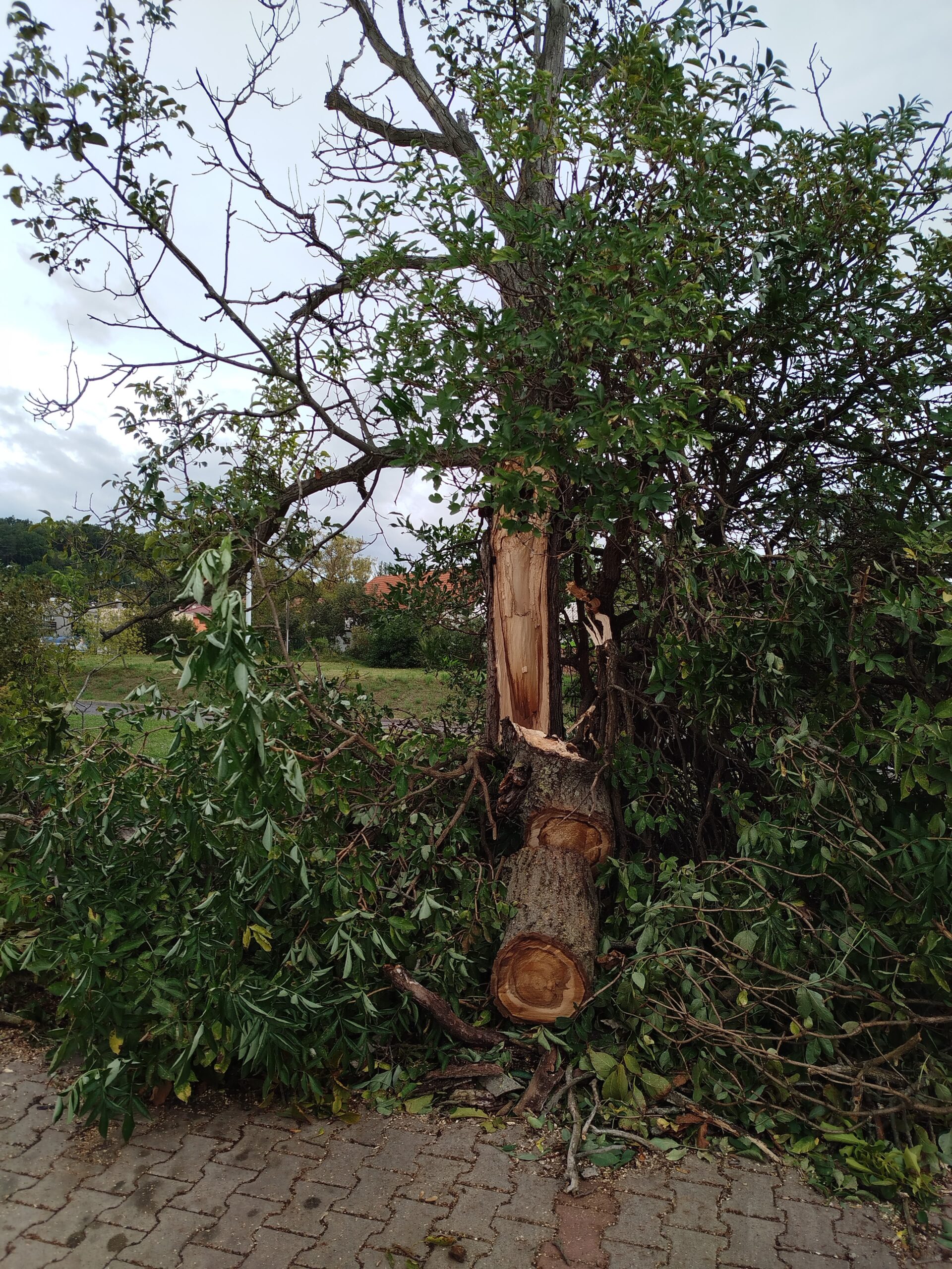 Fotogalerie: Na parkovišti u litoměřické nemocnice spadl strom