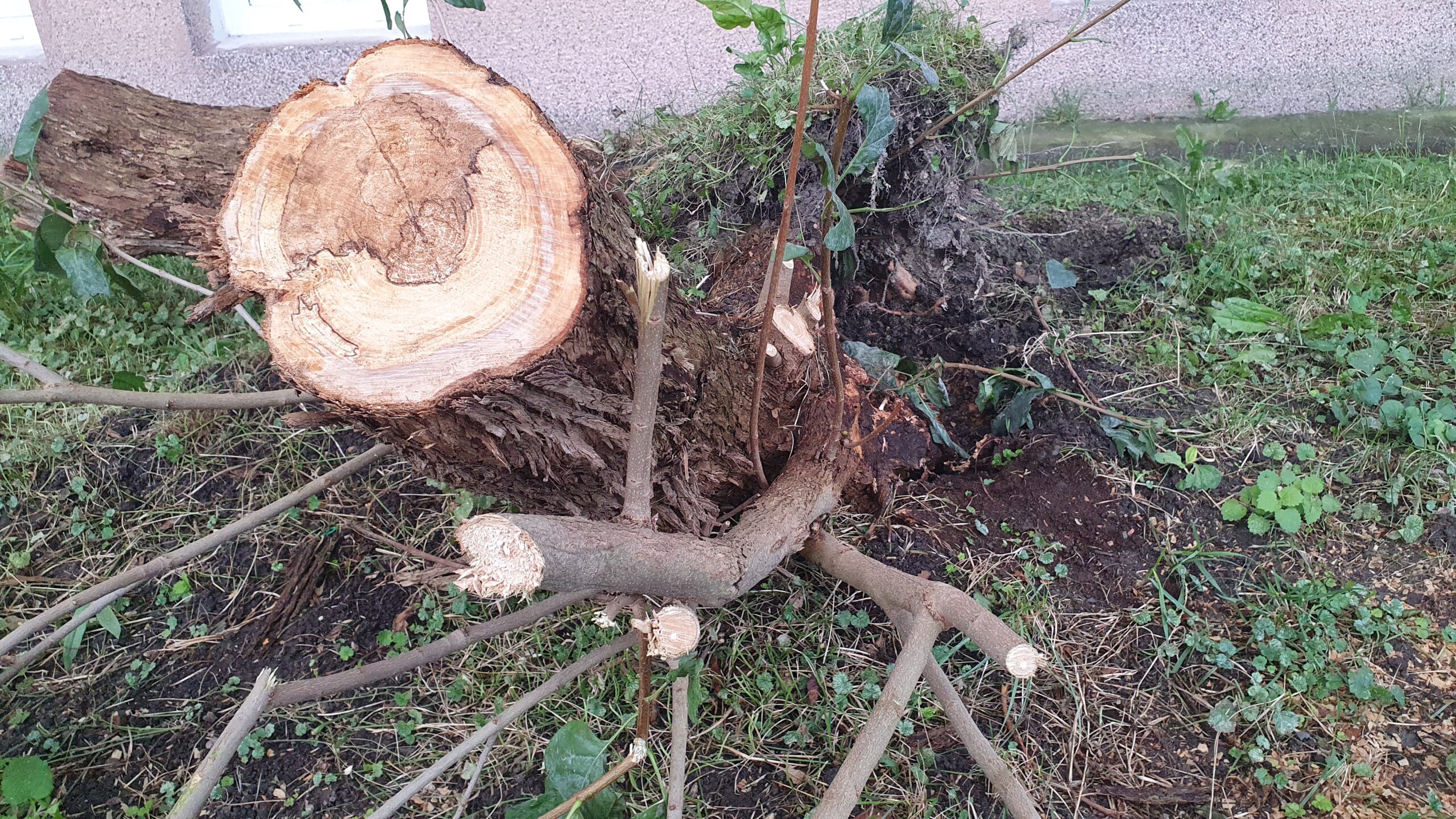 Technické služby, hasiči i strážníci odstraňovali následky silného větru