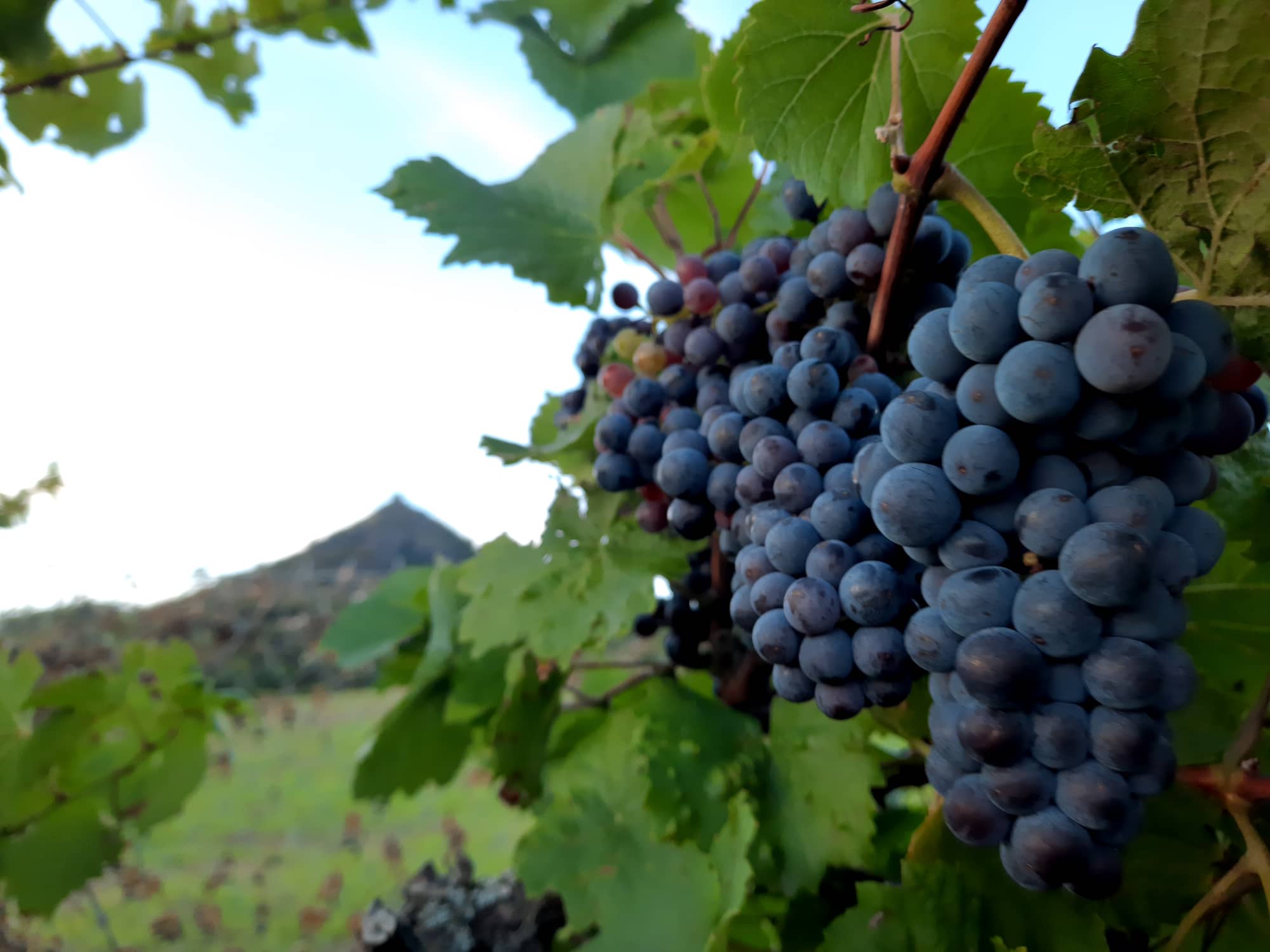 Komorní Třebenické vinobraní už tuto sobotu