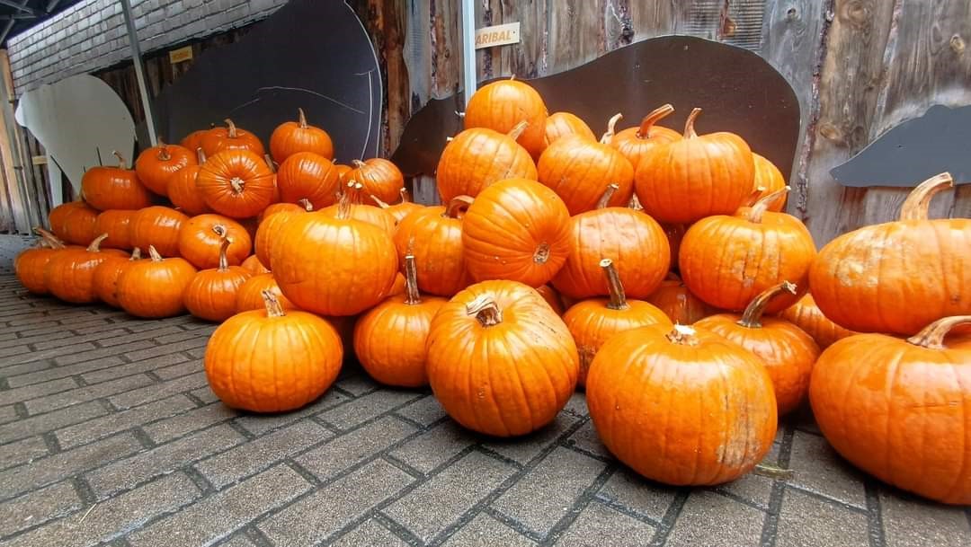 Ústecká Zoo shání dýně a přebytky ze zahrádek