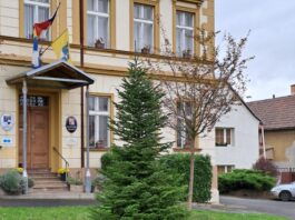 Libochovany mají na návsi novou jedli, poslouží jako vánoční strom