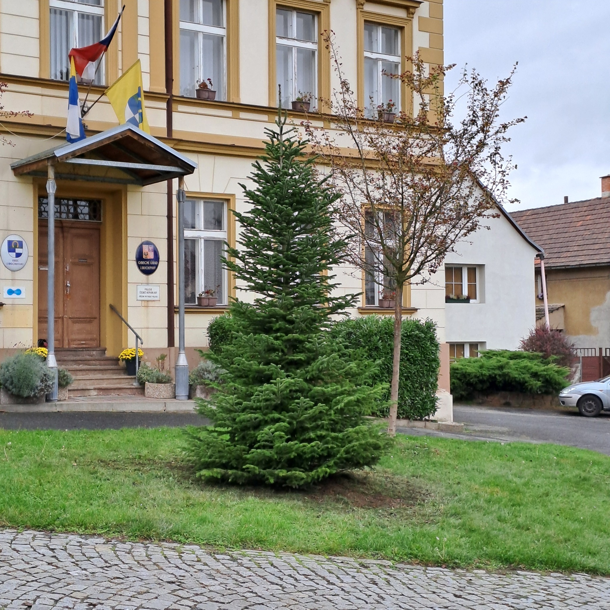 Libochovany mají na návsi novou jedli, poslouží jako vánoční strom
