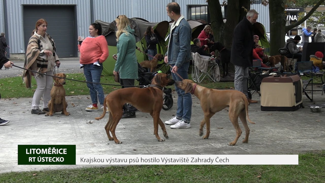 LITOMĚŘICE: Krajskou výstavu psů hostilo Výstaviště Zahrady Čech