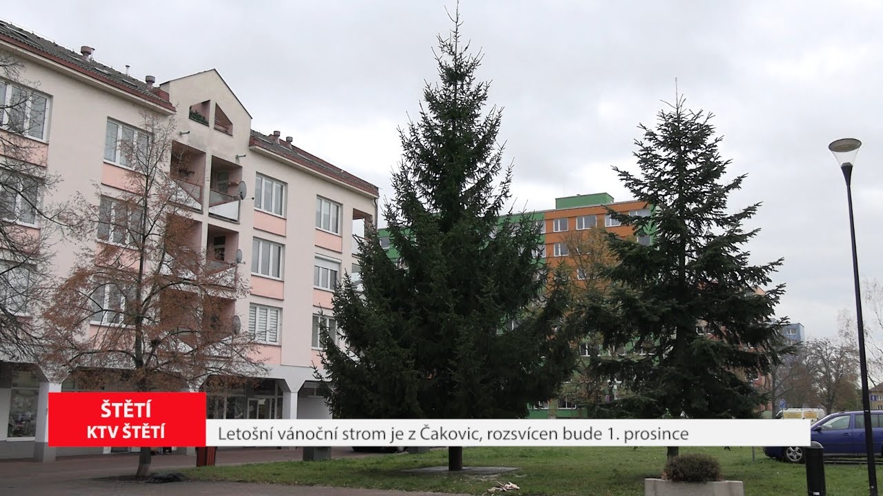 ŠTĚTÍ: Letošní vánoční strom je z Čakovic, rozsvícen bude 1. prosince