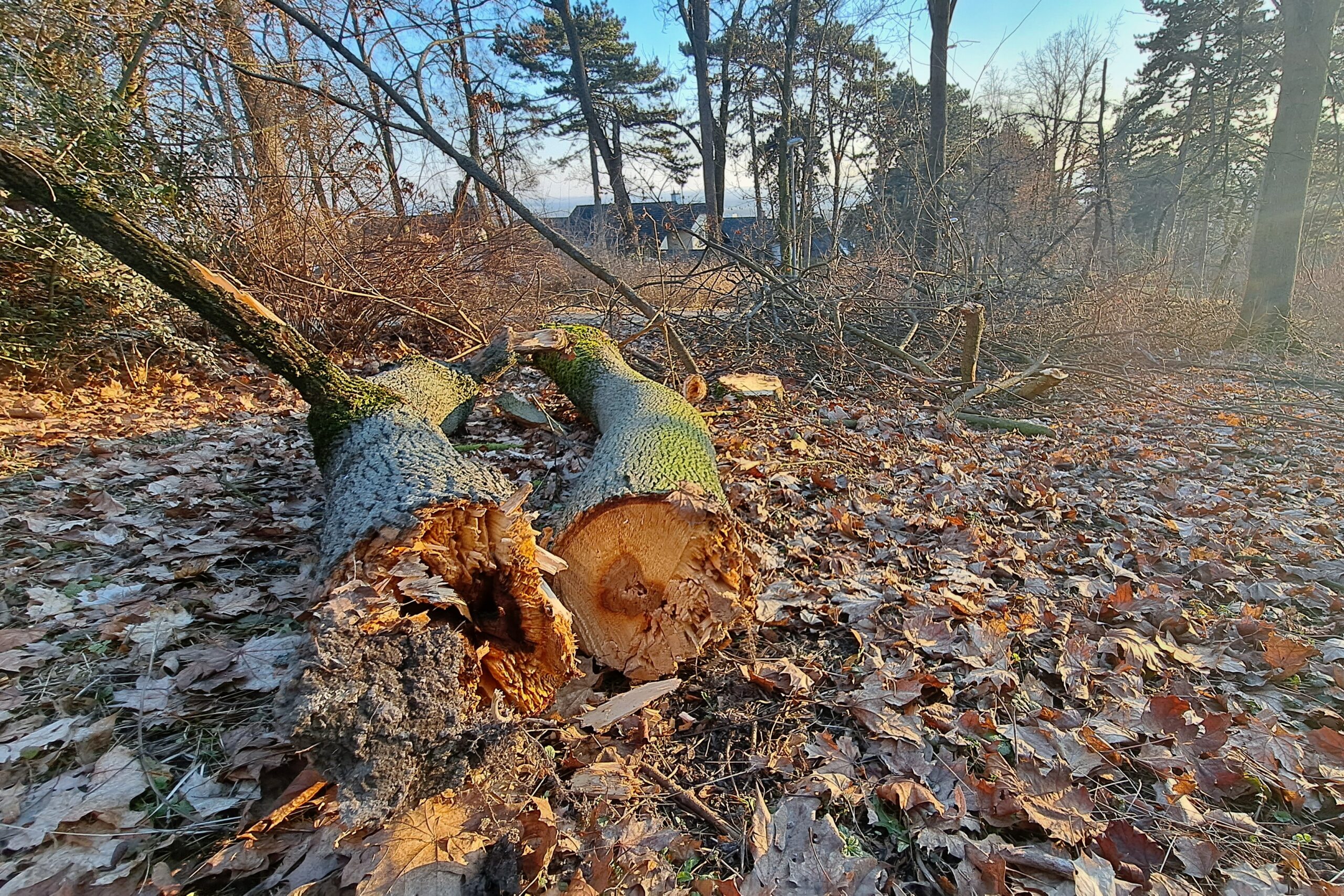 Revitalizace lesoparku na Mostné hoře začala