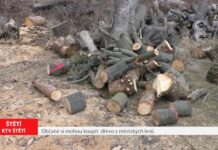 ŠTĚTÍ: Občané si mohou koupit dřevo z městských lesů