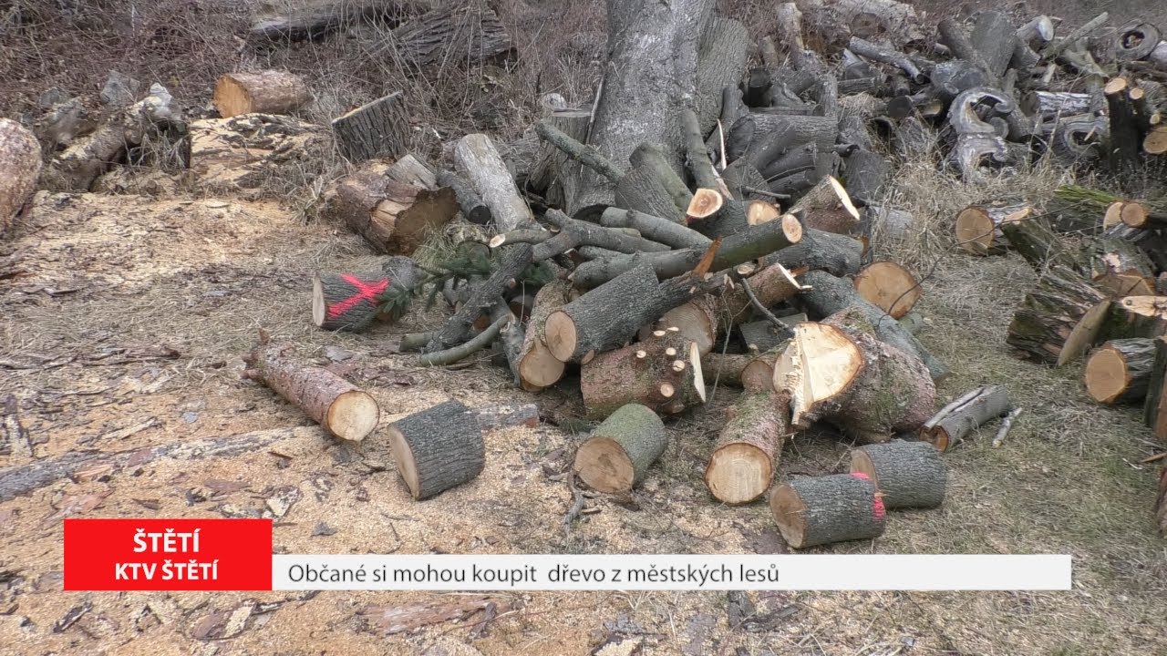 ŠTĚTÍ: Občané si mohou koupit dřevo z městských lesů