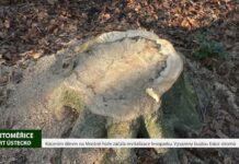 LITOMĚŘICE: Kácením dřevin na Mostné hoře začala revitalizace lesoparku. Vysazeny budou tisíce stromů