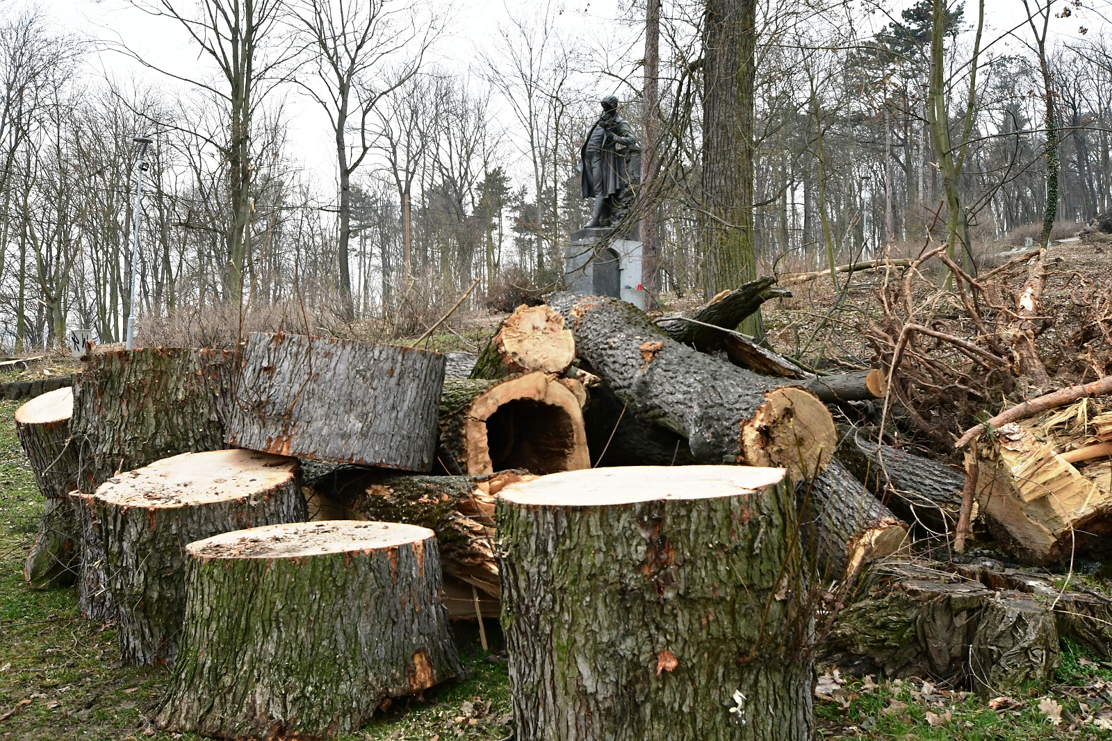 Revitalizace lesoparku na Mostné hoře bude pokračovat novou výsadbou