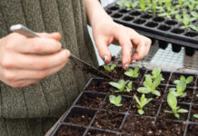 Máte zahrádku? Tyto jarní tipy se Vám budou hodit.