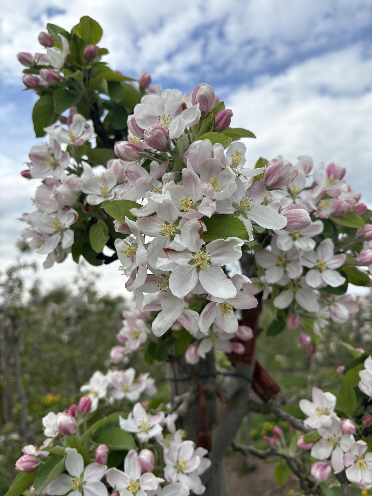 Slavnosti květů si můžete užít pěšky i na kole, budou s ochutnávkami