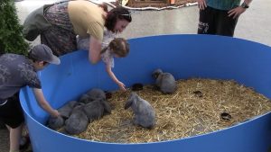 LITOMĚŘICE: Chovatelské dny nejen pro děti a mládež na výstavišti