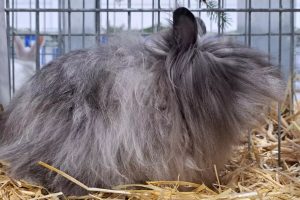 LITOMĚŘICE: Chystá se 21. Okresní výstava mladých králíků a dalších zvířat