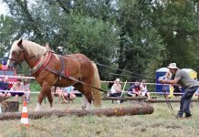 Soutěž chladnokrevných koní v Terezíně láká na podívanou i atmosféru tradice