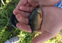 HNĚVICE: V rámci Ekodne vypustili děti, Mondi a Jakub Vágner do Labe 8000 karasů