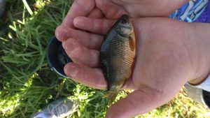 HNĚVICE: V rámci Ekodne vypustili děti, Mondi a Jakub Vágner do Labe 8000 karasů