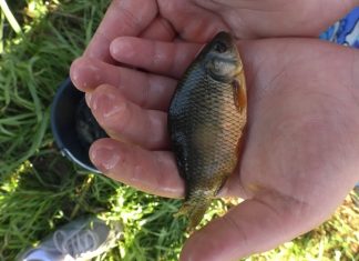 HNĚVICE: V rámci Ekodne vypustili děti, Mondi a Jakub Vágner do Labe 8000 karasů