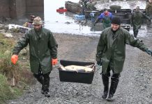 FOTOGALERIE: Výlov ryb na Chmelaři. Úštěcký rybník opět ožil tradicí