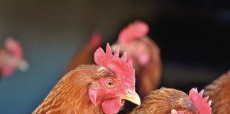 Důležité: Newcastleská choroba na Litoměřicku – Litoměřice v pásmu dozoru!