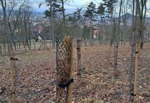 Revitalizace Mostné hory pokračuje. V lesoparku jsou vysazeny tisíce nových stromů