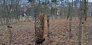 Revitalizace Mostné hory pokračuje. V lesoparku jsou vysazeny tisíce nových stromů