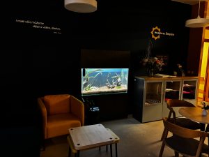 Akvárium v Hospici sv. Štěpána se kompletně proměnilo a svítí