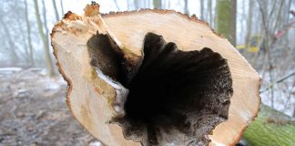 Bezpečnější procházky i sport: V roudnickém lesoparku Pod Lipou začala obnova porostu