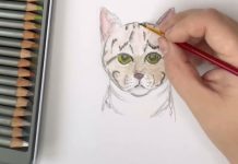 Městská knihovna Lovosice zahájila dětskou výtvarnou soutěž „Kočičí svět“