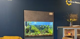 Akvárium v Hospici sv. Štěpána je hotové, plavou v něm i rybky