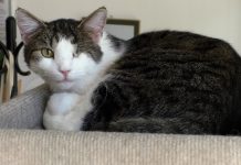 LITOMĚŘICE: Děti ze školní družiny ZŠ Havlíčkova potěšily kočičky ze spolku SOZLit