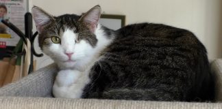 LITOMĚŘICE: Děti ze školní družiny ZŠ Havlíčkova potěšily kočičky ze spolku SOZLit