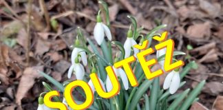 UKAŽTE NÁM JARO: Soutěžte s námi o vstupenky na Tržnici zahrady Čech!