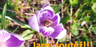 UKAŽTE NÁM JARO: Soutěžte s námi o vstupenky na Tržnici zahrady Čech!