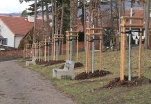 LITOMĚŘICE: Na Mostné hoře byly vysázeny tisíce stromů