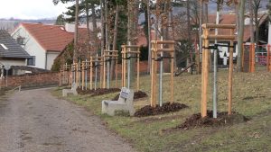 LITOMĚŘICE: Na Mostné hoře byly vysázeny tisíce stromů LITOMĚŘICE: Na Mostné hoře byly vysázeny tisíce stromů