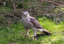 LITOMĚŘICE: Badatelská akademie pro nadané a zvídavé děti tentokrát na téma dravci