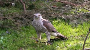 LITOMĚŘICE: Badatelská akademie pro nadané a zvídavé děti tentokrát na téma dravci LITOMĚŘICE: Badatelská akademie pro nadané a zvídavé děti tentokrát na téma dravci