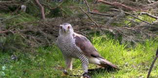 LITOMĚŘICE: Badatelská akademie pro nadané a zvídavé děti tentokrát na téma dravci