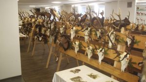 Litoměřice ožijí myslivostí, chystá se velká přehlídka trofejí i program pro rodiny v parku Litoměřice ožijí myslivostí, chystá se velká přehlídka trofejí i program pro rodiny v parku