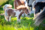 Spolek žen Úštěka pořádá Dětský den na farmě Spolek žen Úštěka pořádá Dětský den na farmě