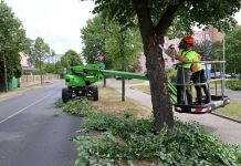 V Roudnici nad Labem začal velký prořez stromů. Arboristé ošetří desítky lip