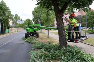 V Roudnici nad Labem začal velký prořez stromů. Arboristé ošetří desítky lip V Roudnici nad Labem začal velký prořez stromů. Arboristé ošetří desítky lip