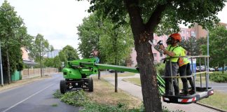 V Roudnici nad Labem začal velký prořez stromů. Arboristé ošetří desítky lip