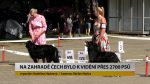 LITOMĚŘICE: Na Zahradě Čech bylo k vidění přes 2700 psů LITOMĚŘICE: Na Zahradě Čech bylo k vidění přes 2700 psů